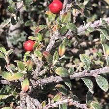 Attēlu rezultāti vaicājumam “Cotoneaster multiflorus fruit”