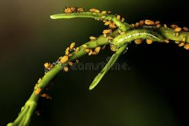 Attēlu rezultāti vaicājumam “Syrphus sp. larva”