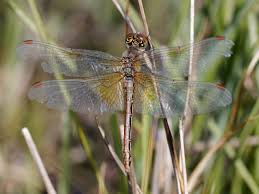 Attēlu rezultāti vaicājumam “Sympetrum flaveolum”