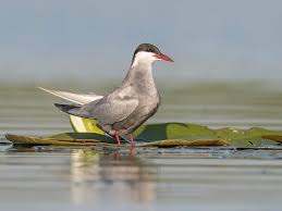 Attēlu rezultāti vaicājumam “Chlidonias hybrida”