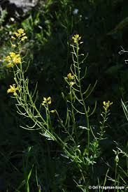 Attēlu rezultāti vaicājumam “Barbarea vulgaris subsp. arcuata flower”