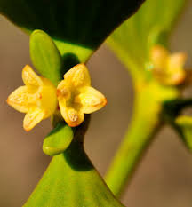 Attēlu rezultāti vaicājumam “Viscum album female flower”