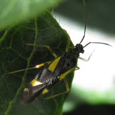 Attēlu rezultāti vaicājumam “Dryophilocoris flavoquadrimaculatus”