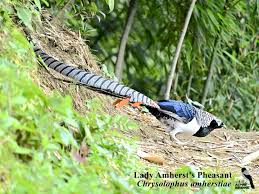 Image result for Chrysolophus amherstiae