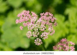 Image result for Pimpinella major