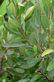 Attēlu rezultāti vaicājumam “Myrica gale”