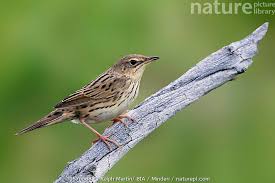 Image result for Locustella lanceolata