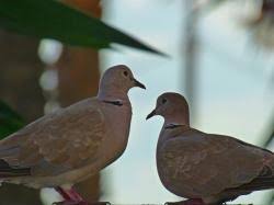 Attēlu rezultāti vaicājumam “Streptopelia decaocto adult”