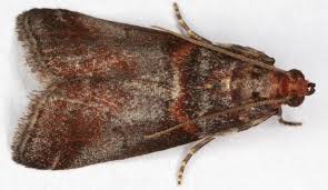 Attēlu rezultāti vaicājumam “Acrobasis advenella”