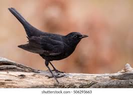 Attēlu rezultāti vaicājumam “Turdus merula male”