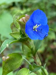 Attēlu rezultāti vaicājumam “Commelina coelestis flower”