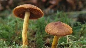 Attēlu rezultāti vaicājumam “Schizophyllum commune”