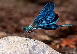 Attēlu rezultāti vaicājumam “Calopteryx virgo male”