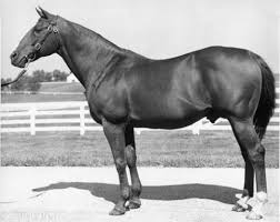 Image result for Kings Ranch Riding School/Club