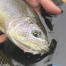 Image result for Oncorhynchus clarkii