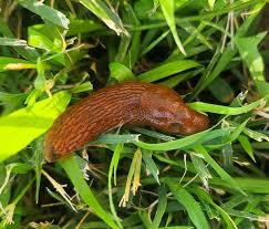 Attēlu rezultāti vaicājumam “Arion lusitanicus adult”