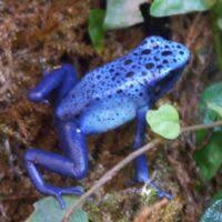 Image result for blauer baumsteiger