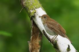 Image result for Catharus fuscescens