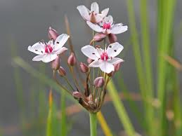 Attēlu rezultāti vaicājumam “Butomus umbellatus fruit”