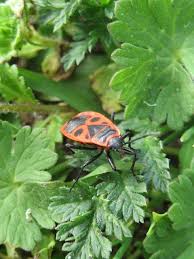 Attēlu rezultāti vaicājumam “Pyrrhocoris apterus imago”