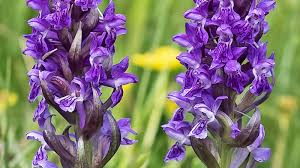 Attēlu rezultāti vaicājumam “Dactylorhiza russowii”