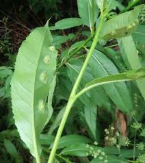 Attēlu rezultāti vaicājumam “Pontania proxima”