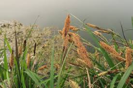 Attēlu rezultāti vaicājumam “Carex acutiformis flower”