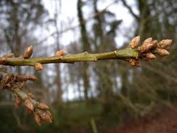 Attēlu rezultāti vaicājumam “Quercus robur bud”