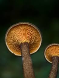 Attēlu rezultāti vaicājumam “Hygrophoropsis aurantiaca”