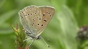 Attēlu rezultāti vaicājumam “Lycaena hippothoe male”
