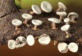 Attēlu rezultāti vaicājumam “Diderma hemisphaericum”