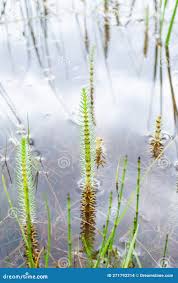 Attēlu rezultāti vaicājumam “Hippuridaceae”