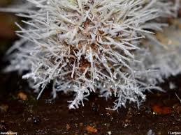 Attēlu rezultāti vaicājumam “Tilachlidium brachiatum”