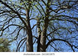 Attēlu rezultāti vaicājumam “Tilia x vulgaris”