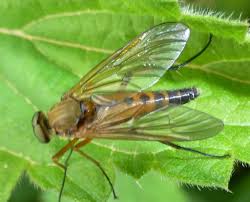 Attēlu rezultāti vaicājumam “Rhagionidae”