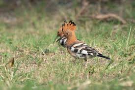 Image result for hoepoe