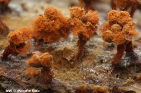 Attēlu rezultāti vaicājumam “Metatrichia floriformis macro”