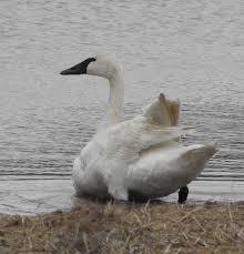 Attēlu rezultāti vaicājumam “Cygnus columbianus adult”
