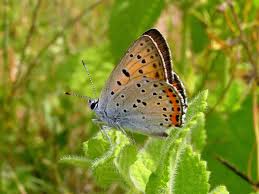 Attēlu rezultāti vaicājumam “Lycaena alciphron male”