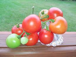 Afbeeldingsresultaat voor bloody butcher tomato