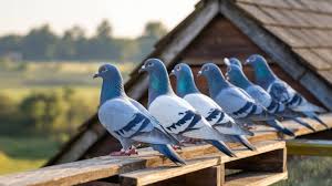 Image result for Meridian Racing Pigeon Lofts