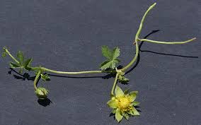 Attēlu rezultāti vaicājumam “Potentilla reptans bud”