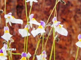 Attēlu rezultāti vaicājumam “Utricularia intermedia flower”
