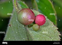 Attēlu rezultāti vaicājumam “Diplolepis eglanteriae”