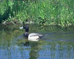 Image result for Aythya marila