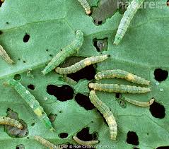 Attēlu rezultāti vaicājumam “Plutella xylostella”