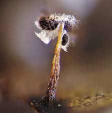 Attēlu rezultāti vaicājumam “Didymium bahiense macro”