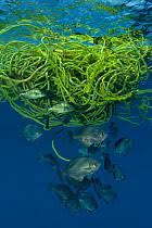 Image result for Schedophilus ovalis