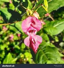 Attēlu rezultāti vaicājumam “Impatiens glandulifera flower”