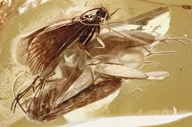 Attēlu rezultāti vaicājumam “Trichoptera”